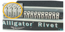 3 Alligators-Up-033115
