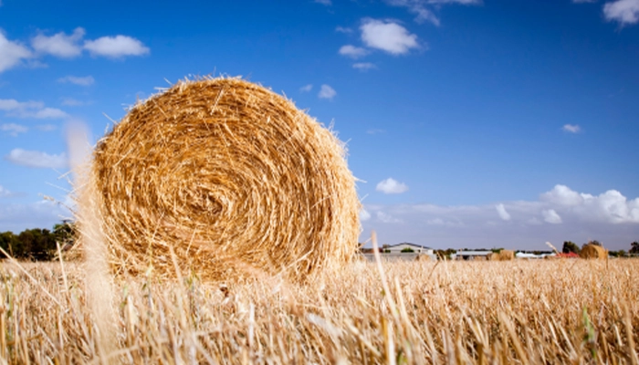 Close-up of bale of hay on a farm with blue sky background