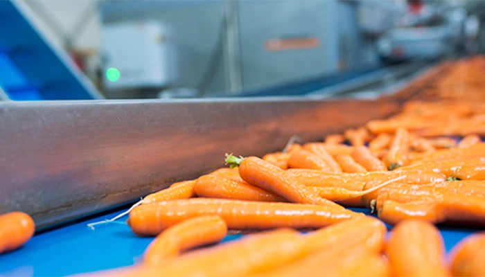 Carrots on a blue conveyor belt