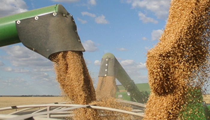 Grain being piled into containers in a large grain field with blue skies in the background